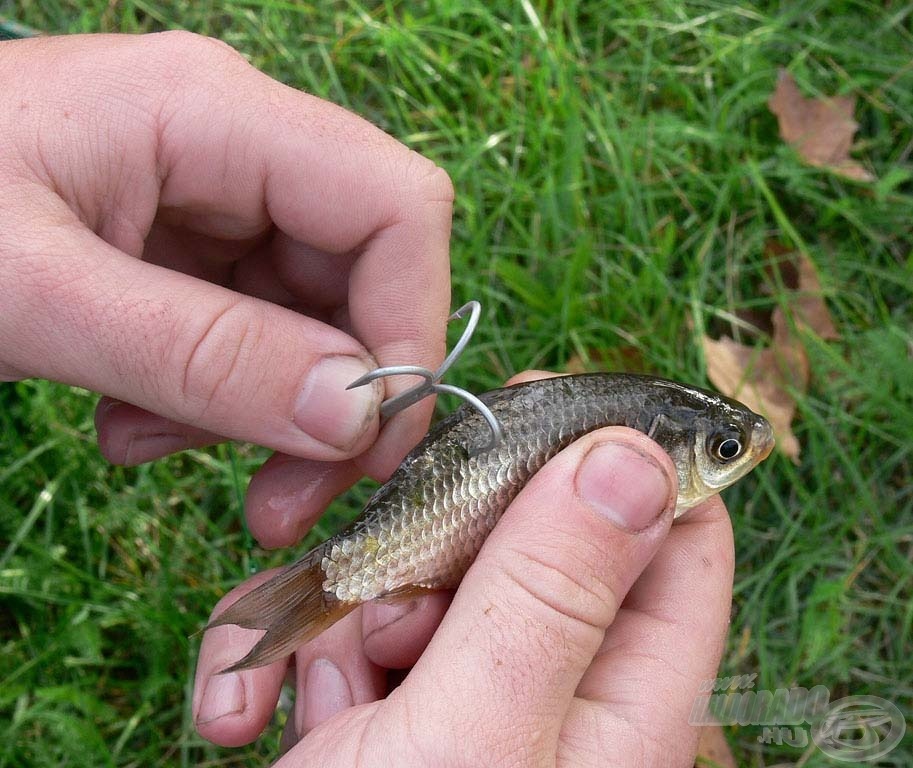 A csalihalat mindig úgy tűzzétek meg, hogy a gerince ne sérüljön