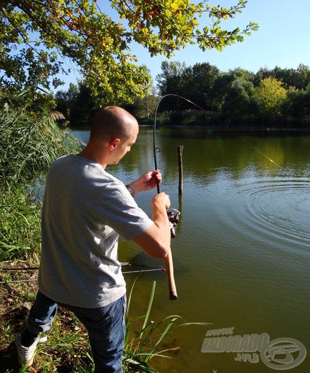 Ferinek nem kis munka volt kiszedni a torpedókat feederbottal… Daiwa Aqualite Pellet Feeder akcióban