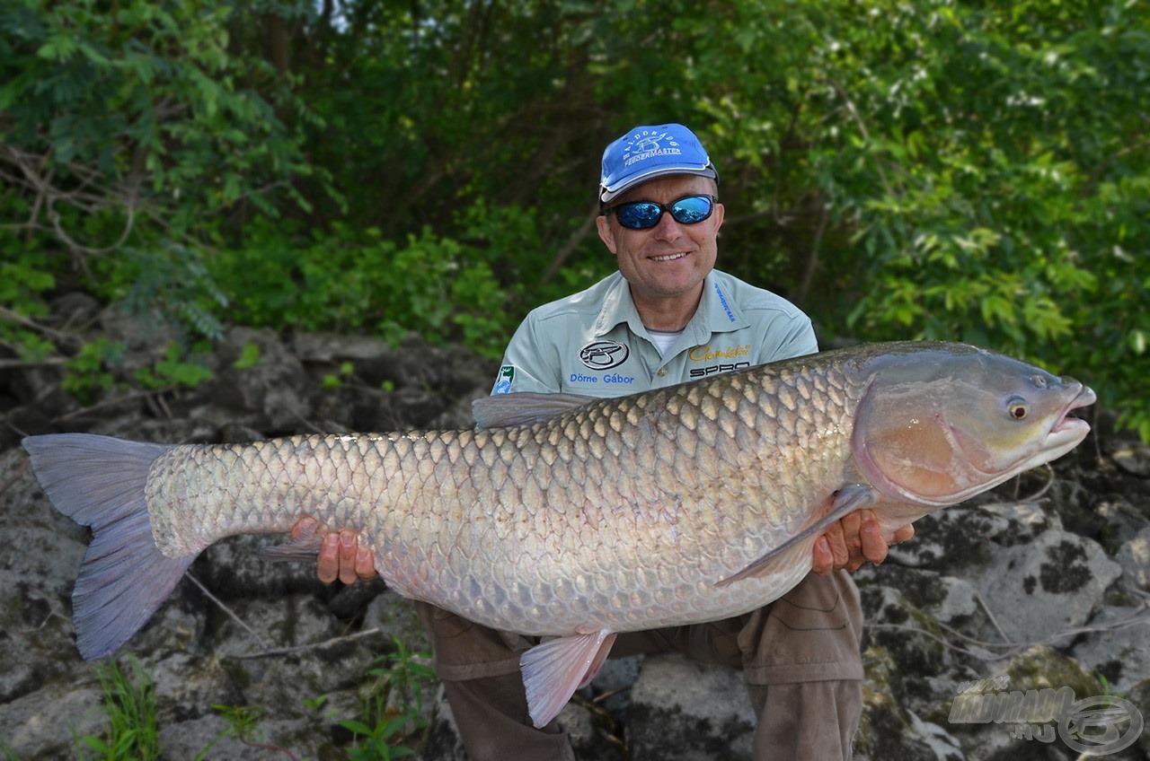 … egy még nagyobb (méternél nagyobb törzshosszúságú) 18,5 kg-os fajtársa követett. Hát, ilyen halak élnek a vén Dunában!