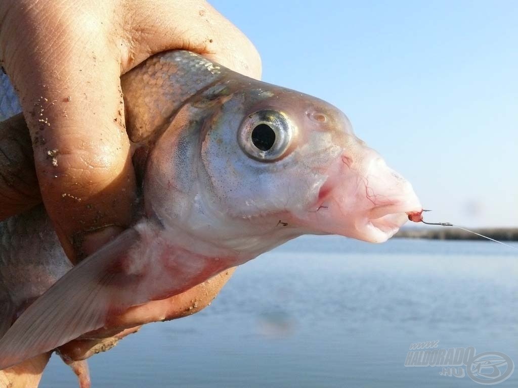 A kicsi horog a keszeg szája szélébe akadt, ez is jelzi, hogy mennyire finoman táplálkoznak a halak. Ezért kell a tökéletesen összehangolt, legfinomabb szerelék