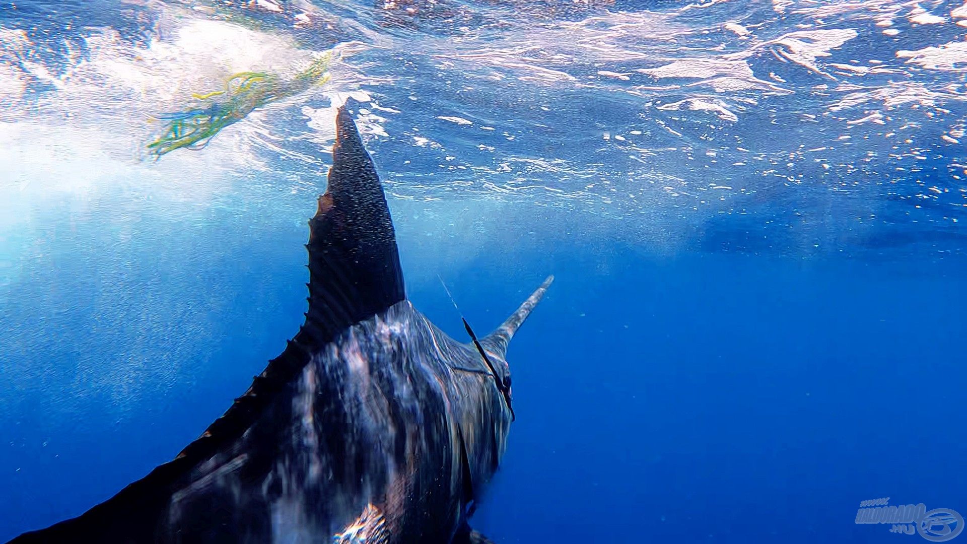 A kék marlin, ezért a halért utaztam át a világot