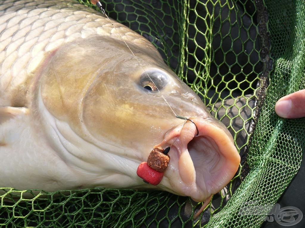 Ahogy telt az idő, úgy lett egyre érdekesebb a pellet a pontyok számára