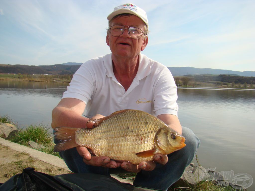 Attila és Maconka aranya