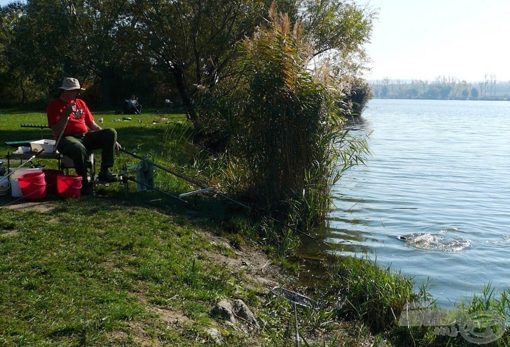 Édesapámnál darabosabb egyedek is jelentkeztek