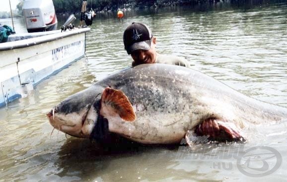 Megemelni egy 113 kg-os harcsát egyedül, bizony embert próbáló feladat.