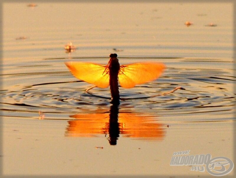 Virágzik a Tisza!