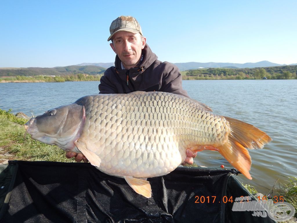 Tőponty, már 17 kg felett