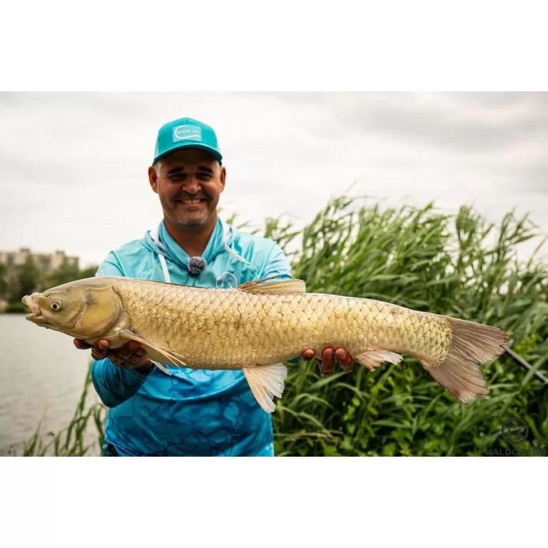By Döme Kaiwo Gold Method Feeder 380MH horgászbot / 7