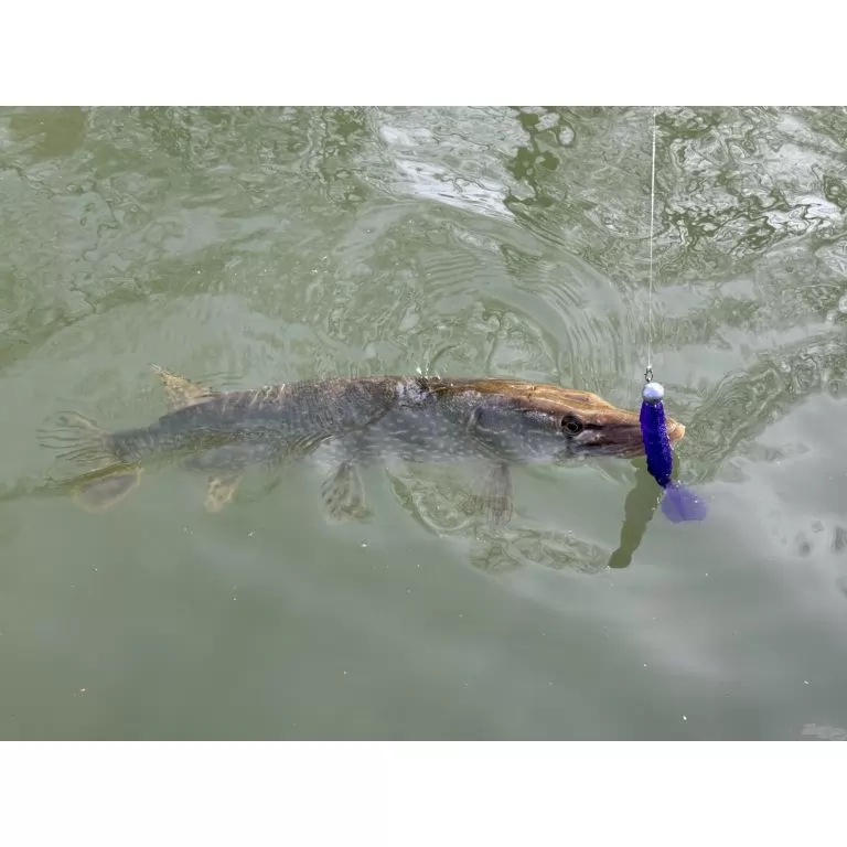 FRAPP Geko 11,5 cm - 23 / 6