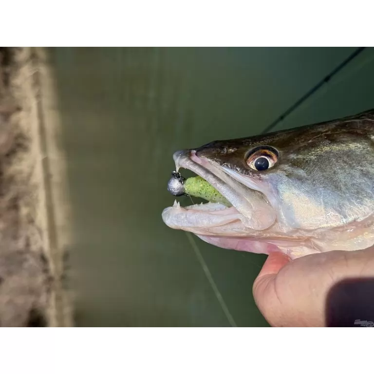 FRAPP Geko 11,5 cm - 25 / 7