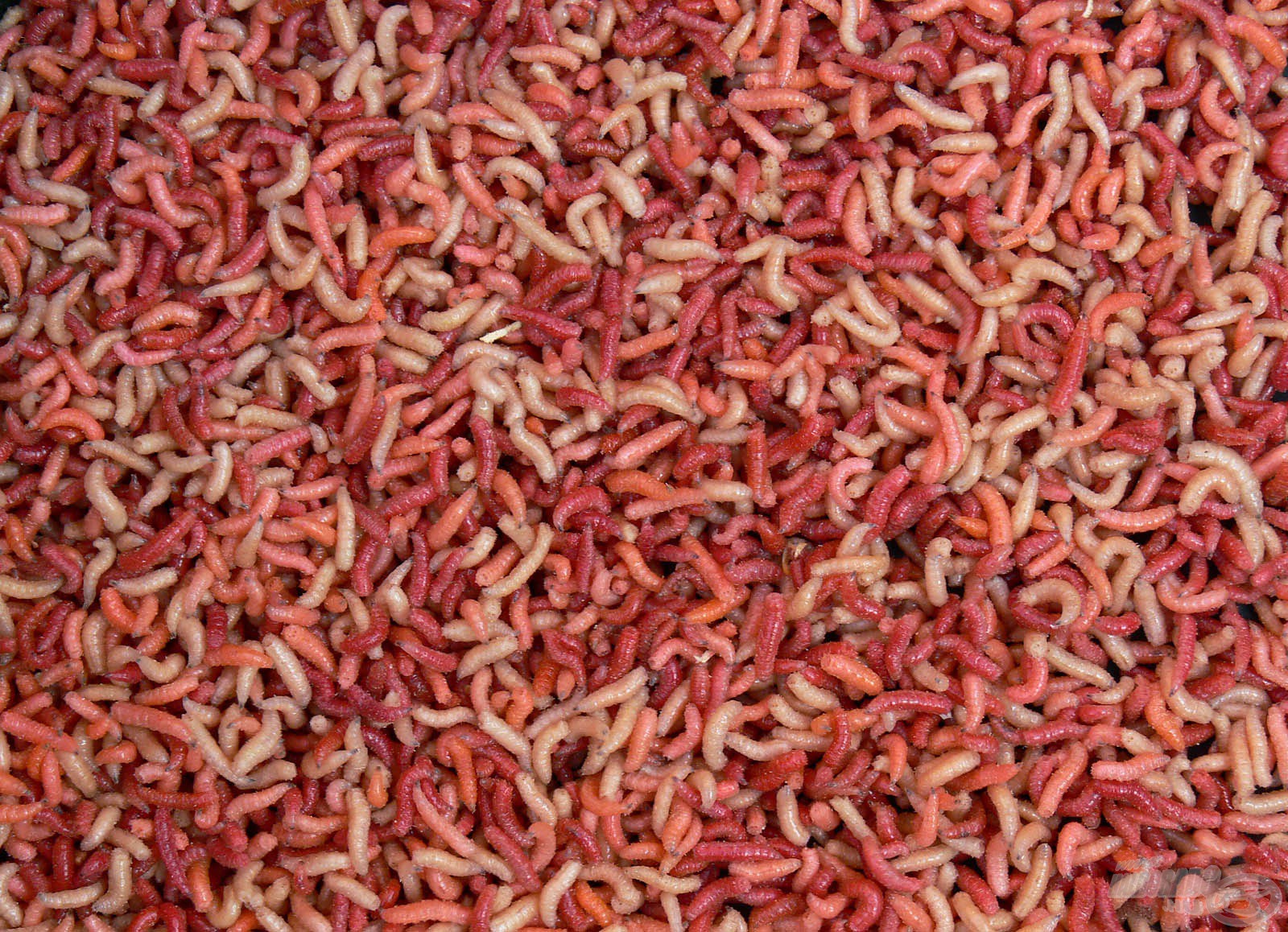 Magic Maggot Pinki színes 100 g | Haldorádó Webáruház