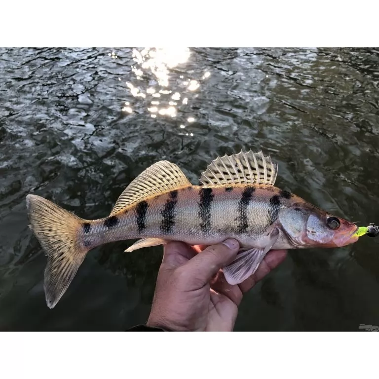 NEVIS Impulse Shad 6,3 cm - Neonzöld csillámos